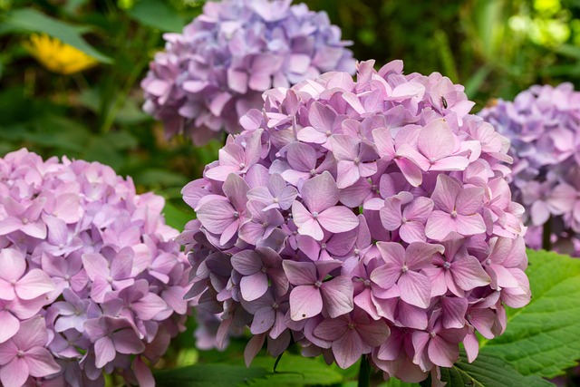Klimhortensia: de perfecte klimplant voor elke tuin