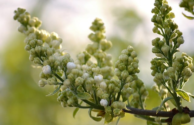 De winterse charme van sering wintergroen: groei en verzorging